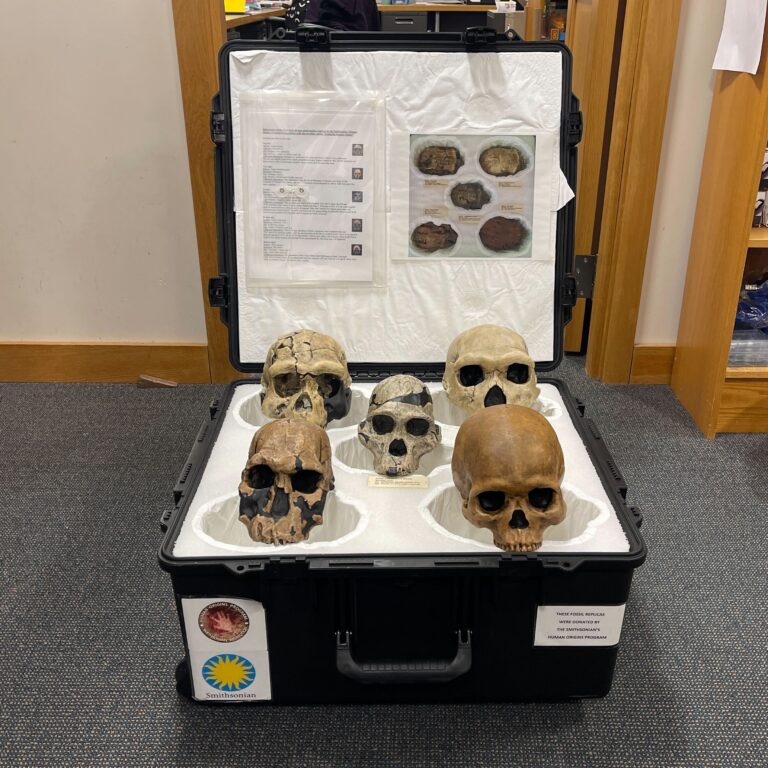Five replicas of early human skulls sit on a heavy duty carrying case. There are foam spaces for each skull to sit comfortably and padded.