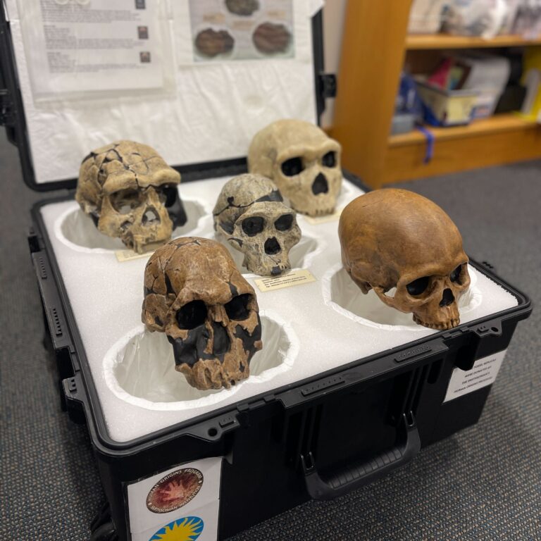Five replicas of early human skulls sit on their carrying case. They are propped up and facing the camera. The photo is taken at an angle so you can see each skull individually and in detail.